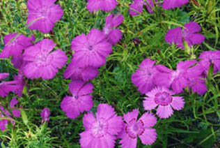 Dianthus chinensis